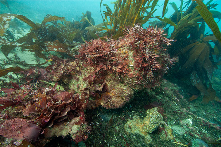 on the seafloor, a large rock covered in red algae is surrounded by numerous brown kelp blades, extending to the surface